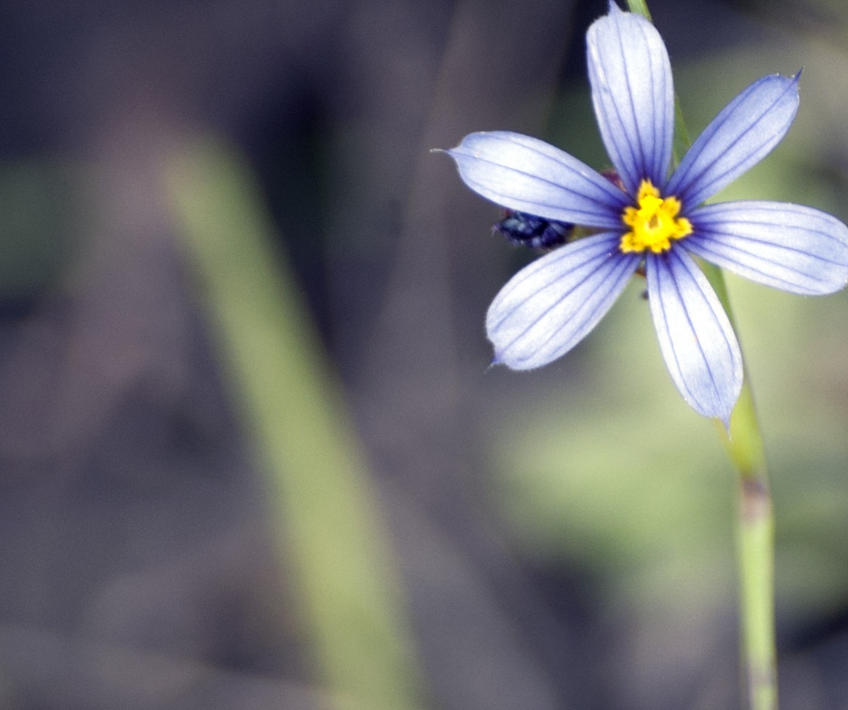 Counterweight Plus Pilot Programme Health Improvement Commission